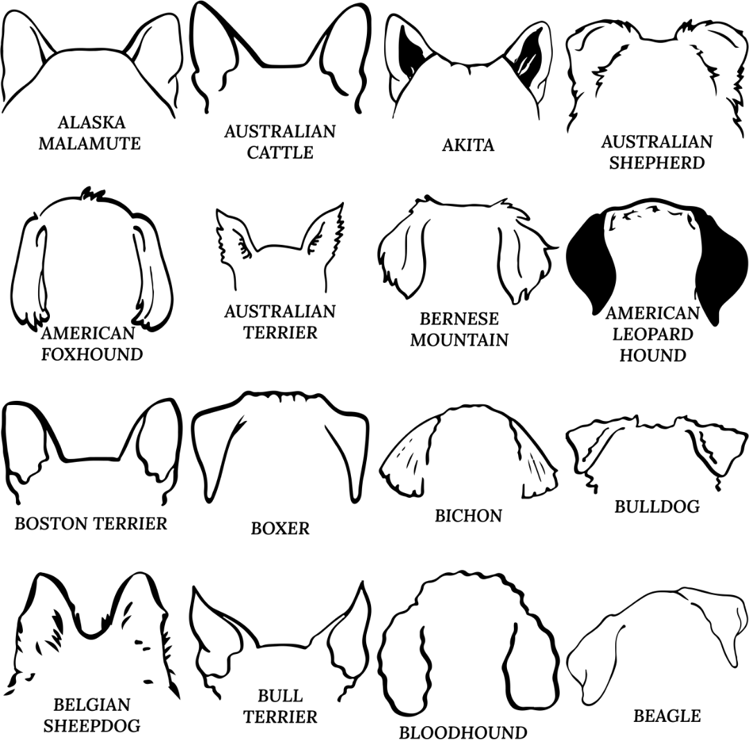 Dog Ear Ornament